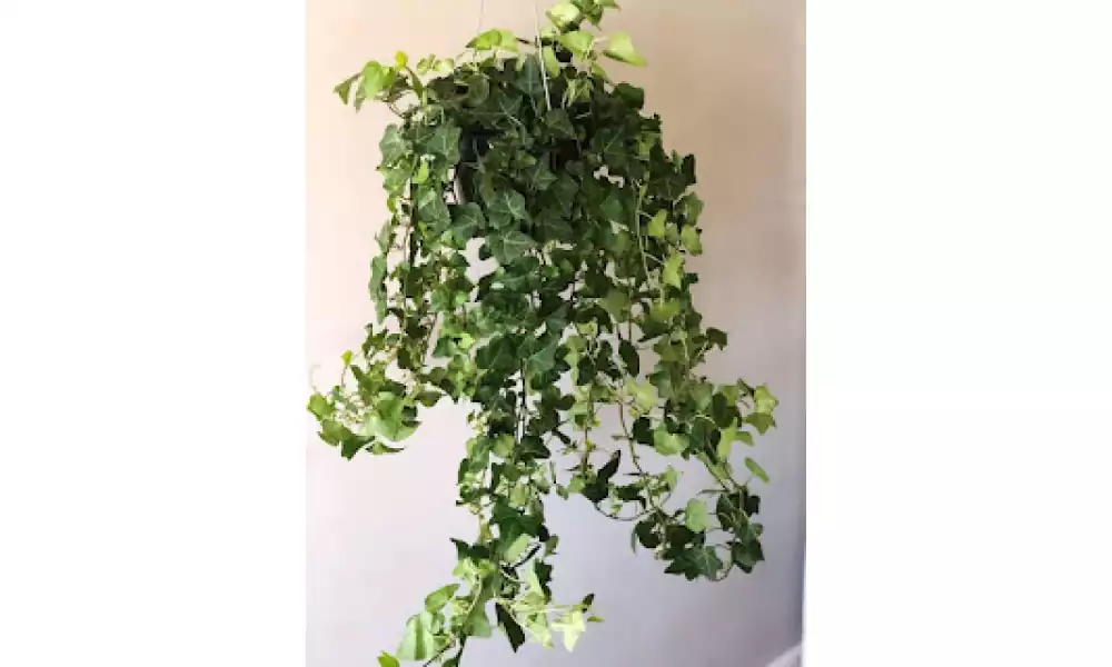 English ivy